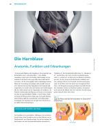 Die Harnblase (Teil 1 + 2) - Download